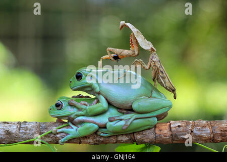 Mantis and two Javan gliding tree frogs sitting on top of each other, Indonesia Stock Photo