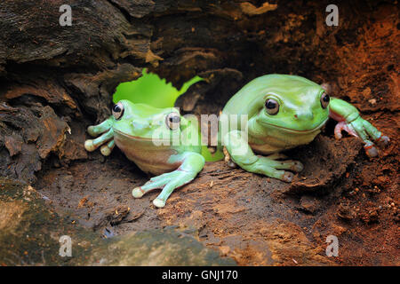 Two javan gliding tree frogs, indonesia Stock Photo