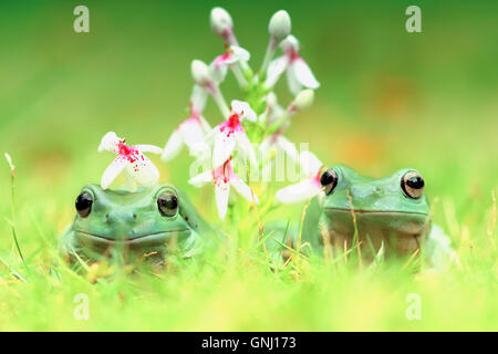 Two javan gliding tree frogs sitting side by side, Indonesia Stock Photo
