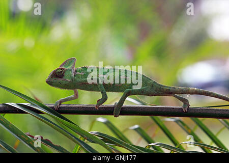 Chameleon walking along branch Stock Photo
