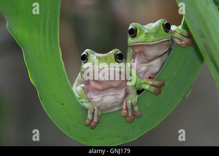 Two javan gliding tree frogs sitting side by side, Indonesia Stock Photo