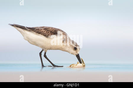 Sanderling bird (Calidris alba) on beach feeding, Florida, United States Stock Photo