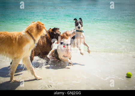 Four Dogs playing with tennis ball on beach Stock Photo