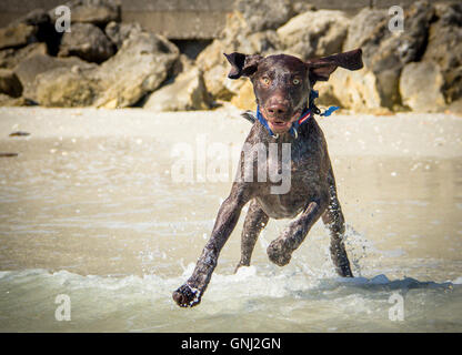 German short haired pointer dog running into ocean Stock Photo