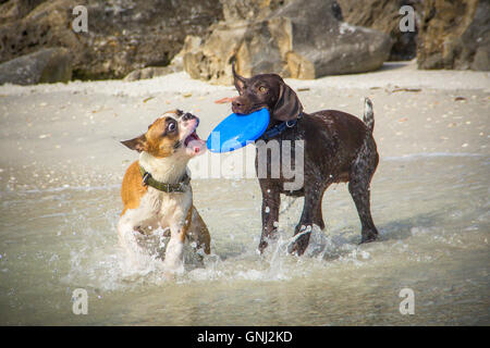 Two dogs playing with a  toy frisbee on beach Stock Photo