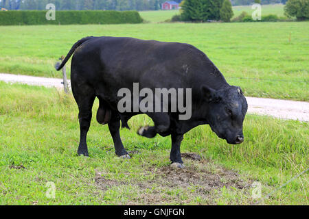 Black angry Aberdeen angus bull pawing on a field head down, a threat display typical to bulls. Stock Photo