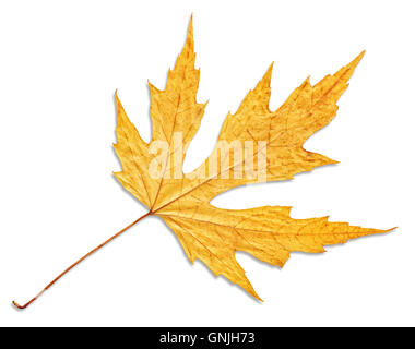 yellow autumn maple leaf isolated on white background Stock Photo