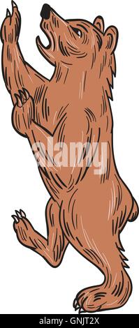American Black Bear Prancing Drawing Stock Vector