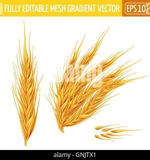 Ears of wheat on white background. Vector illustration Stock Vector