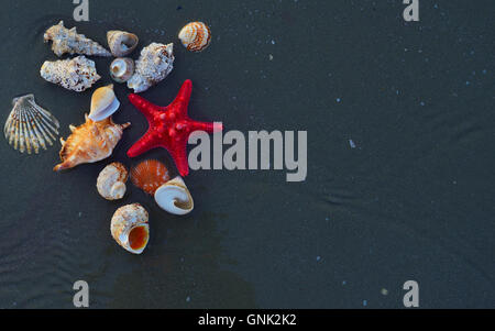 Sea shells and star fish on the sea pebbles Stock Photo