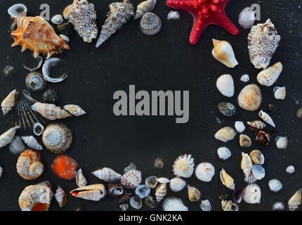 Sea shells and star fish on the sea pebbles Stock Photo