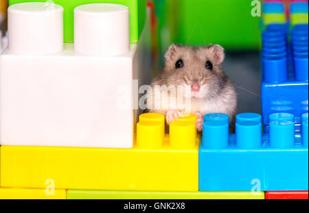 young dzungarian hamster in the toy cubs Stock Photo