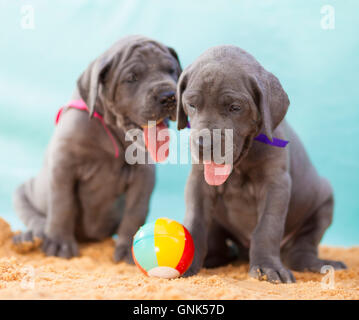 Two purebred Great Dane puppies on the sand with a ball Stock Photo