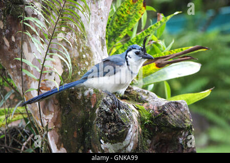 A White-throated Magpie Jay [Calocitta formosa] sitting on a tree. Costa Rica. Stock Photo