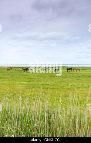 Herd of ponies and horses grazing in meadow in the Wadden Sea National Park on Romo Island, Denmark Stock Photo