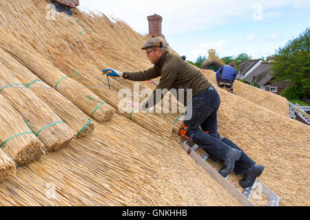 Thatched Reeds Stooks of reeds / rushes for thatching a new roof traditional method ...