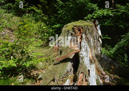 Tree stump covered in moss Stock Photo