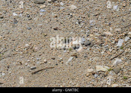 A small frog among the rocks Stock Photo