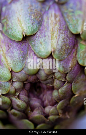 Close up of a purple Romanesco globe artichoke, Cynara cardunculus var. scholymus Stock Photo