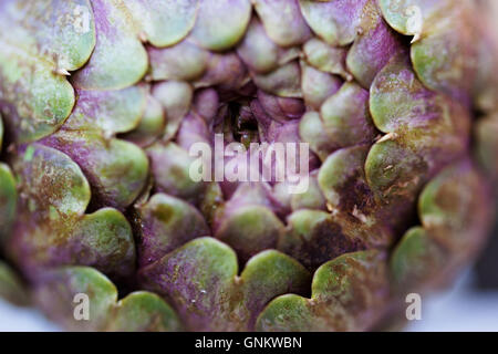 Close up of a purple Romanesco globe artichoke, Cynara cardunculus var. scholymus Stock Photo