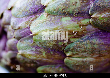 Close up of a purple Romanesco globe artichoke, Cynara cardunculus var. scholymus Stock Photo