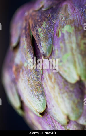 Close up of a purple Romanesco globe artichoke, Cynara cardunculus var. scholymus Stock Photo