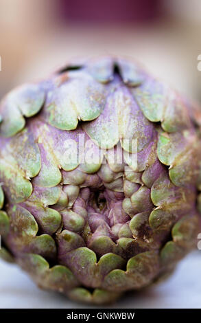 Close up of a purple Romanesco globe artichoke, Cynara cardunculus var. scholymus Stock Photo