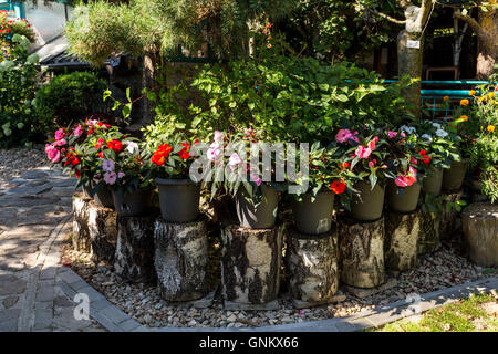 Red and pink New Guinea impatiens flowers in pots on birch chunk in summer garden, morning sun with shaddows Stock Photo