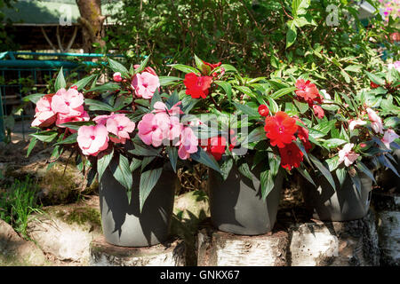 Red and pink New Guinea impatiens flowers in pots on birch chunk in summer garden, morning sun with shaddows Stock Photo