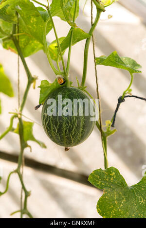 Image of green pumpkins in greenhouse. Stock Photo