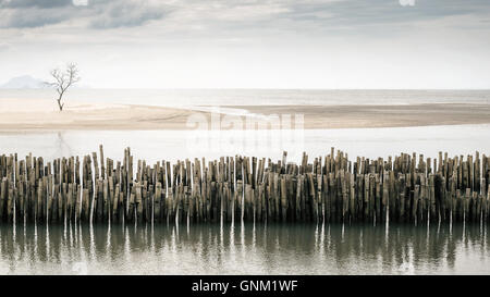 Dying tree stands alone on the beach with bamboo fence foreground and reflections. Selective focus. Stock Photo
