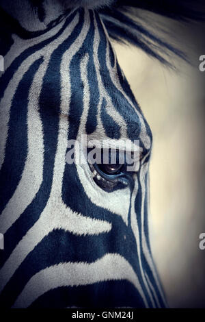 Zebra Face, detailed close up image Stock Photo