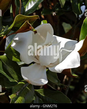 White Magnolia Flower Stock Photo
