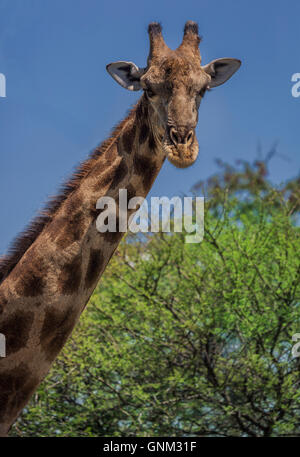 Portrait of Giraffe, Etosha National Park, Namibia, Africa Stock Photo