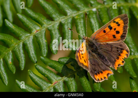 Small copper butterfly resting on fern, Yorkshire, UK Stock Photo