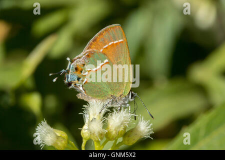 Juniper Hairstreak Callophrys gryneus Santa Rita Mountains, Arizona, United States 28 August Adult on Seep Willow (Bacchari