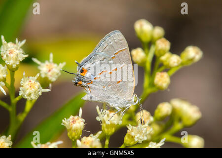 Leda Ministreak  Ministrymon leda Santa Rita Mountains, Arizona, United States 28 August     Adult      Lycaenidae      Theclina Stock Photo