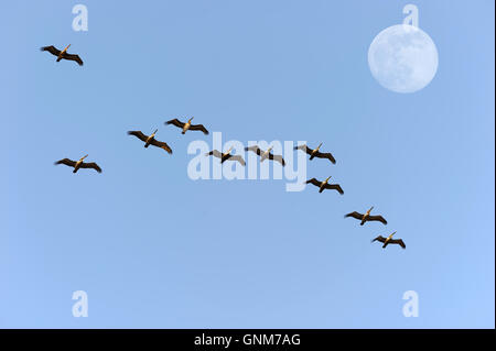 Bird migration is a flock of large birds flying in formation against a blue sky and daytime moon. Stock Photo