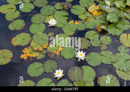 Lily pond at Horwood House, Mursley Road, Little Horwood, Buckinghamshire, England, United Kingdom Stock Photo