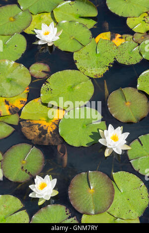 Lily pond at Horwood House, Mursley Road, Little Horwood, Buckinghamshire, England, United Kingdom Stock Photo