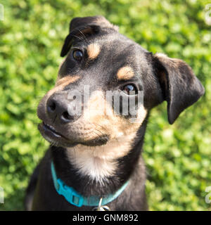 A Black and Tan Beagle Mix Smiling Outside with Grass Background Stock Photo