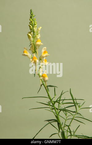 Toadflax flowers over green background, closeup Stock Photo