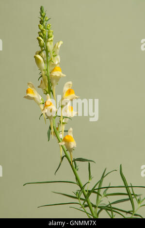 Toadflax flowers over green background, closeup Stock Photo