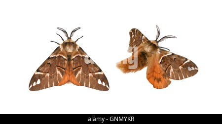 Kentish Glory - Endromis versicolora male 67.001 BF1644 Stock Photo