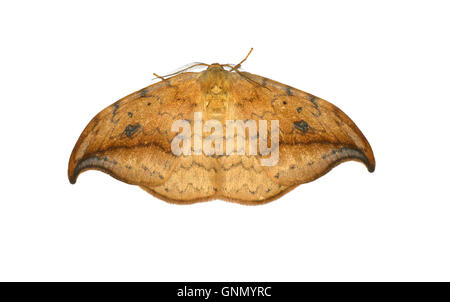 Pebble Hook-tip - Drepana falcataria 65.005 BF1648 Stock Photo