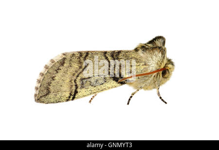 Yellow Horned - Achlya flavicornis 65.016 BF1659 Stock Photo