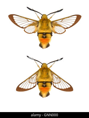 Narrow-bordered Bee Hawk-moth - Hemaris tityus 69.008 (1982) Stock Photo