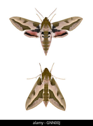 69.013 (1986) Spurge Hawk-moth - Hyles euphorbiae Stock Photo