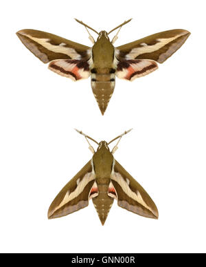 69.014 (1987) Bedstraw Hawk-moth - Hyles gallii Stock Photo