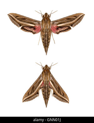 69.018 (1993) Silver-striped Hawk-moth - Hippotion celerio Stock Photo